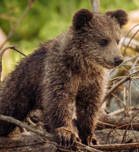 Bear Awareness